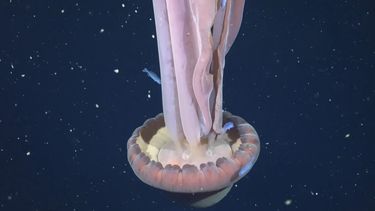 El nombre científico de la especie es Stygiomedusa gigantea, y ha sido registrada solamente 130 veces desde que fue advertida en el año 1910. El nombre científico de la especie es Stygiomedusa gigantea, y ha sido registrada solamente 130 veces desde que fue advertida en el año 1910.