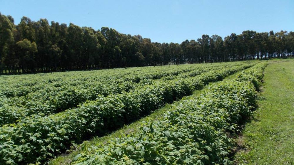 En los últimos años, las plantaciones de frambuesa y mora se sumaron al paisaje de Barker. En los últimos años, las plantaciones de frambuesa y mora se sumaron al paisaje de Barker.