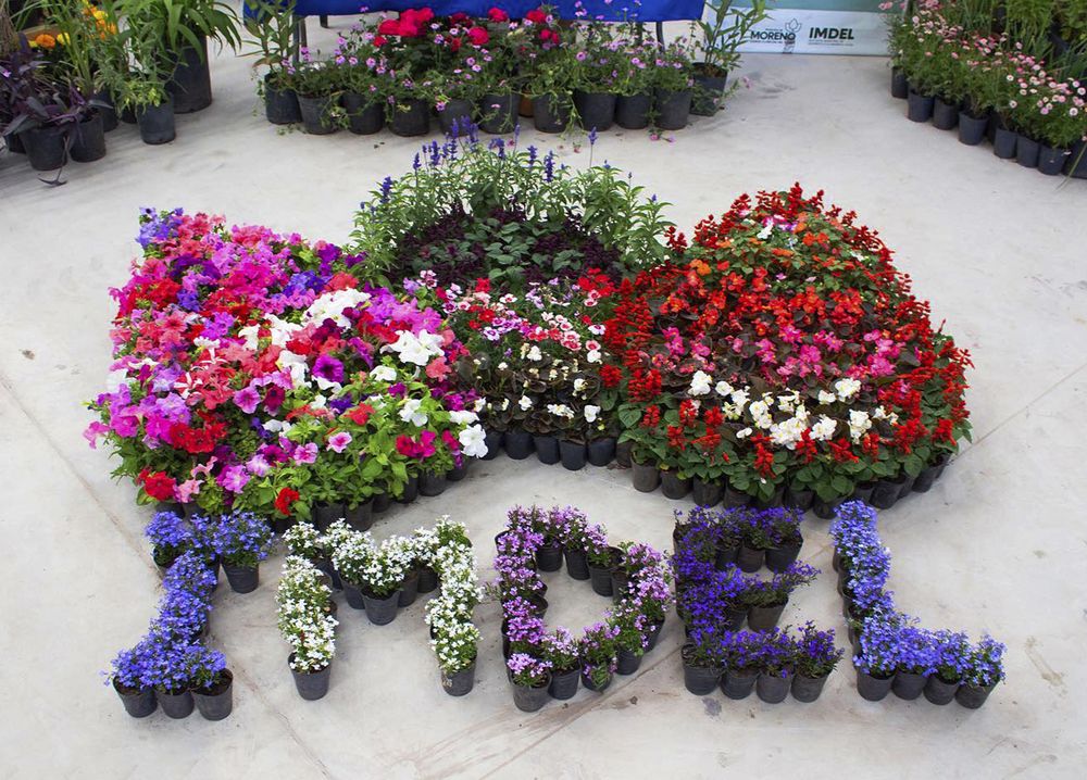 MORENO - Fiesta del Plantín Floral 2021 (4)