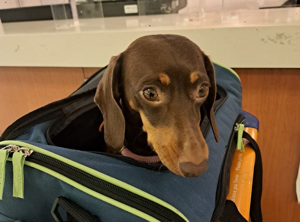 El traslado de un perro para viajar.&nbsp;