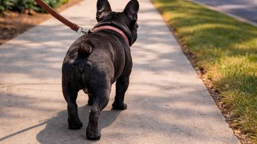 Una perra bulldog francés murió en una veterinaria de Mar del Plata.