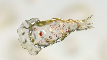 Naegleria fowleri es una ameba que causa una infección muy grave en las personas, al ingresar por las fosas nasales.&nbsp;