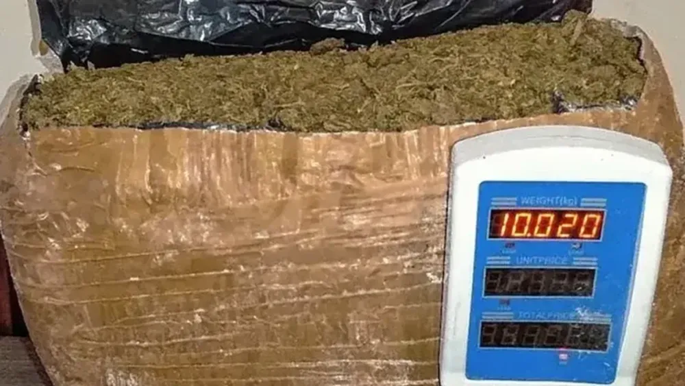 La UNLP recibirá marihuana para su investigación. - La Buena Info -