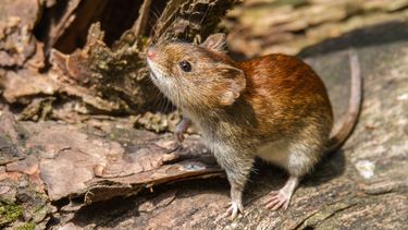 La transmisión al ser humano del hantavirus ocurre principalmente a través de roedores silvestres, que actúan como reservorios naturales del virus.&nbsp;