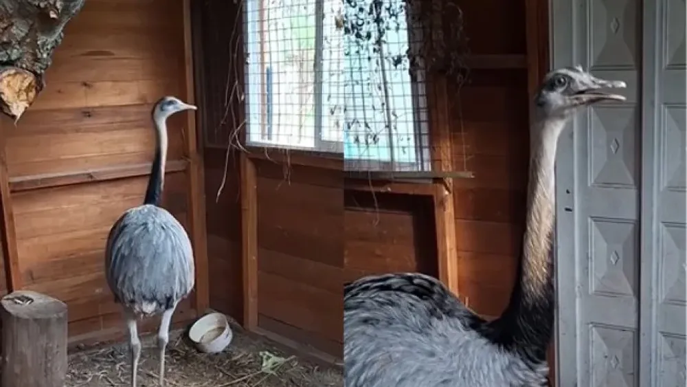 El operativo sirvió para recordar que la fauna silvestre no debe mantenerse como mascota: ante la aparición de un animal de estas características, lo recomendable es recurrir a los organismos especializados para que pueda recibir atención y ser trasladado a un ambiente apropiado.