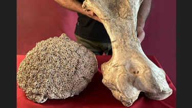 Fémur del fósil del armadillo junto al casquete cefálico con todas sus piezas. (Museo Paleontológico de San Pedro)