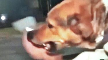 Bruno, el perro de Valentín Alsina que protagonizó uno de los videos virales del año.