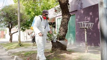 dengue fumiga