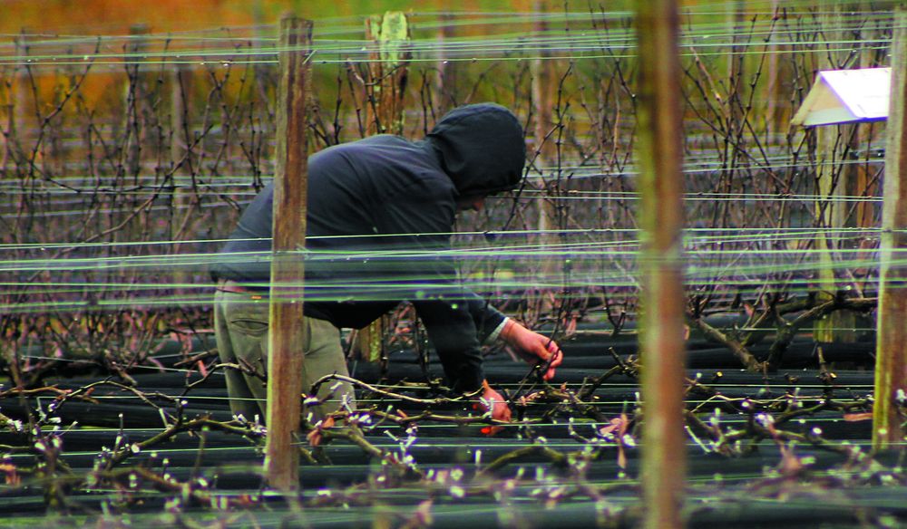 Cordón Blanco, la bodega de Tandil.