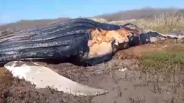 La ballena muerta encontrada. (Imagen TV)