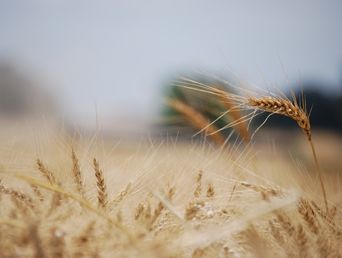 El campo y las retenciones en la mira. 