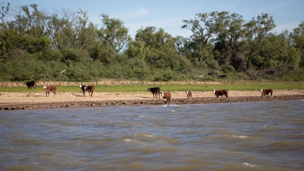 Según ganaderos del Delta del Paraná, “en el último mes le han robado un promedio de 20 animales a cada productor”.