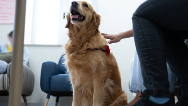 Imagen ilustrativa de Terapias Asistidas con Animales.