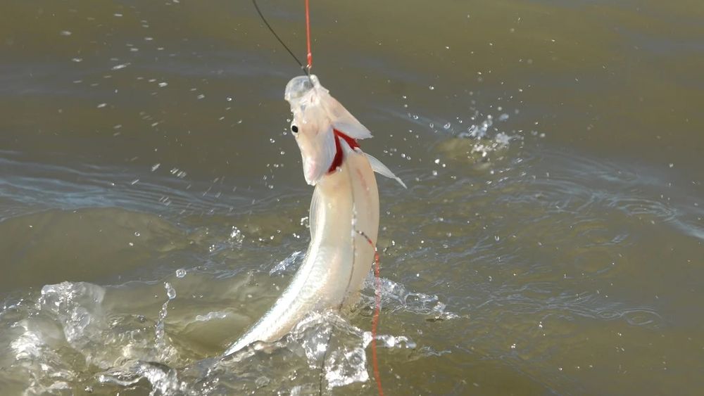 La veda de la pesca deportiva del pejerrey rige hasta el 30 de noviembre.