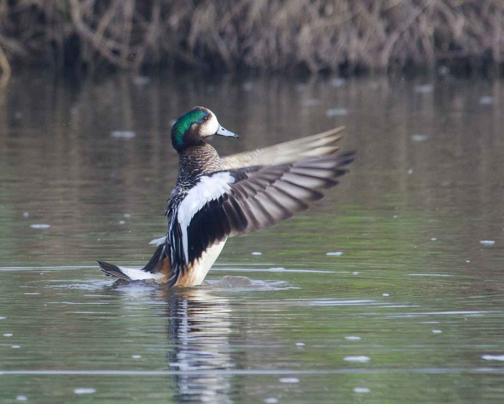 Pato overo, especie autóctona bonaerense. (Aves Mar Chiquita)