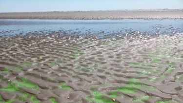 Las cianobacterias producen afecciones en piel, mucosas y sistema gastrointestinal.