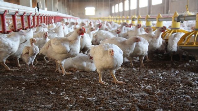 Argentina restituyó su estatus de país libre de influenza aviar altamente patógena