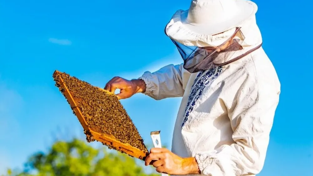 Lanzan la cuarta edición del programa Mi Primera Colmena, con el objetivo de incorporar 300 nuevos productores apícolas. Lanzan la cuarta edición del programa Mi Primera Colmena, con el objetivo de incorporar 300 nuevos productores apícolas.