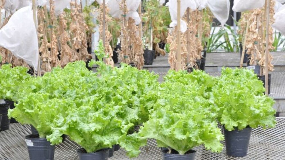 La modificación genética en las lechugas sería para mejorar sus mecanismos de defensa. (Foto archivo)