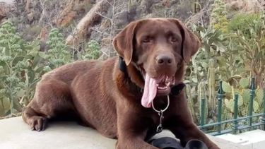 Nerón, el labrador marrón de 7 años que formaba parte de la Brigada K9 en Entre Ríos.
