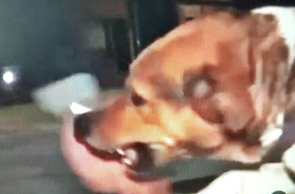 Bruno, el perro de Valentín Alsina que protagonizó uno de los videos virales del año.
