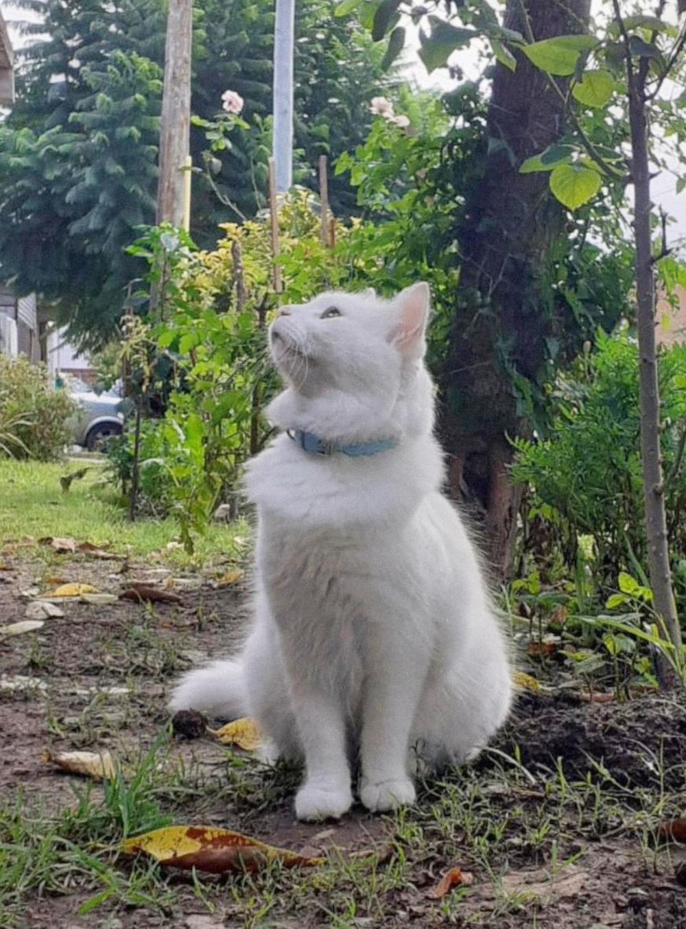 el-gato-murio-por-los-golpes-foto-tn-XHLTEPAXNBEKTH7RFABWXMSM7Y