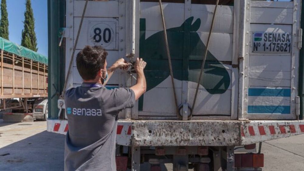 Durante 2024, el Senasa certificó la exportación 2.835 equinos a los cinco continentes. - Senasa -