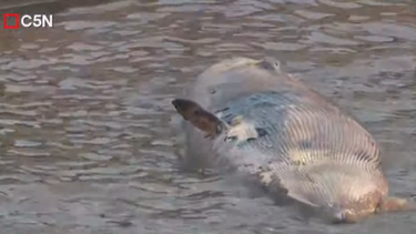 La ballena muerta en la Costanera.