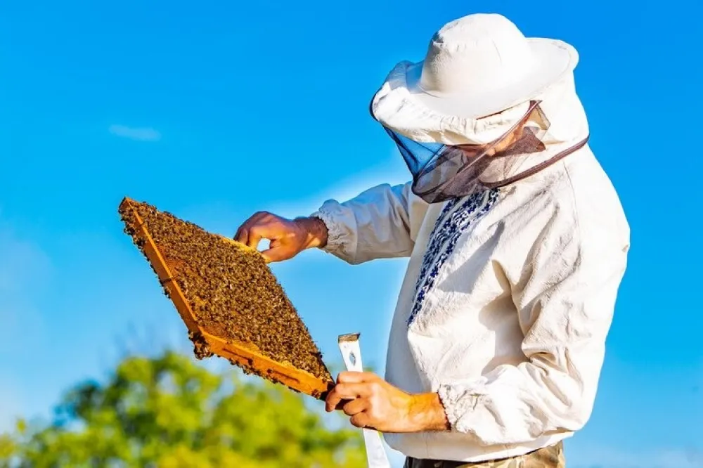 Lanzan la cuarta edición del programa Mi Primera Colmena, con el objetivo de incorporar 300 nuevos productores apícolas.