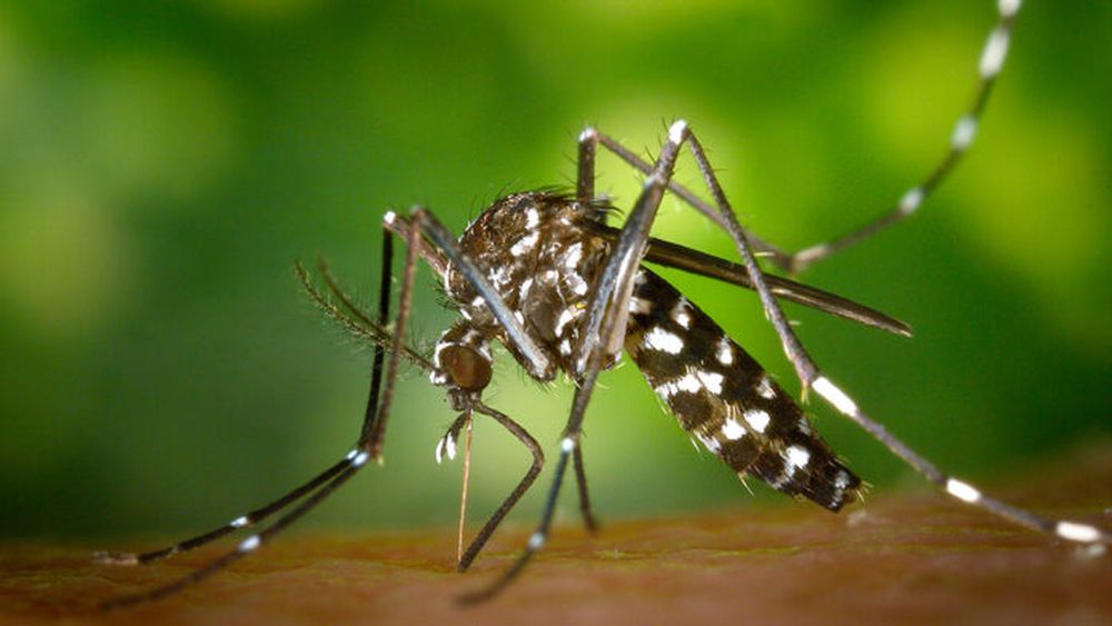 Los mosquitos de la especie Aedes aegypti son vectores de los virus del dengue, la fiebre amarilla, fiebre chikunguña y el zika.
