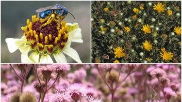 Las especies Helenium radiatum, Grindelia pulchella arriba) y Campuloclinium macrocephalum (abajo).