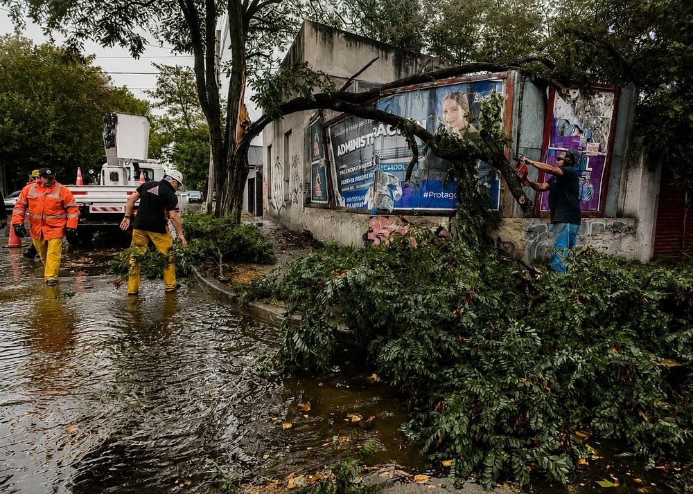 Un árbol que se vino abajo por la tormenta en Mar del Plata.