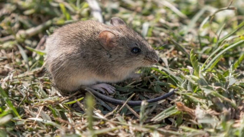 El ratón de campo Calomys musculinus, conocido también como ratón maicero, laucha manchada, laucha del maíz, ha sido identificado como el reservorio principal del Virus Junín.