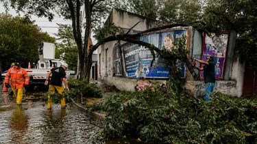 Un árbol que se vino abajo por la tormenta en Mar del Plata.