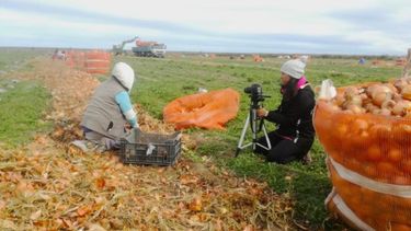 Desde la tierra, trayectorias laborales de la producción cebollera en el Partido de Patagones, una producción de Gisela Vela.