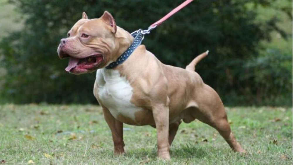 Cinco perros de raza pitbull atacaron a una vecina de Florencio Varela, de 77 años.