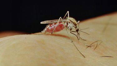 El Aedes albifasciatus o mosquito de la inundación.