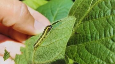 Con la llegada de El Niño las temperaturas y la humedad se incrementan y pueden generar afecciones en cultivos.