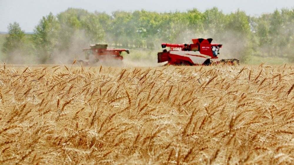 El cosecha de trigo, como las de cebada y maíz, alcanzan cifras inéditas.