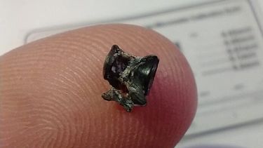 La pequeña vértebra fosilizada de un pez del género Synbranchus. (Museo Paleontológico de San Pedro)