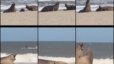 En el video difundido por Fundación Ecológica Pinamar puede verse a la familia de elefantes marinos arriba, y el momento del nacimiento abajo. (Instagram @fundacionecologicapinamar)