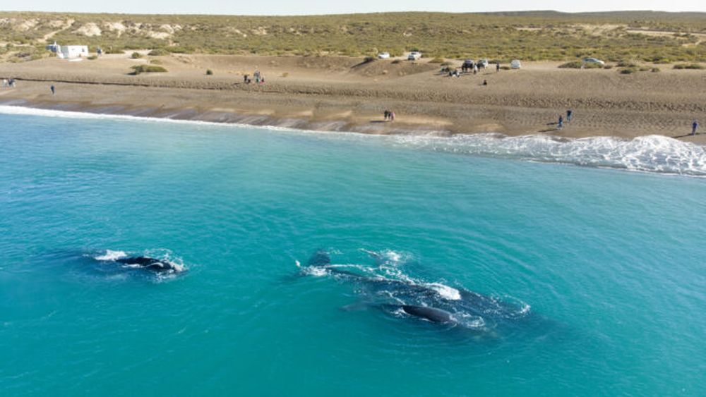 Chubut y sus playas únicas.