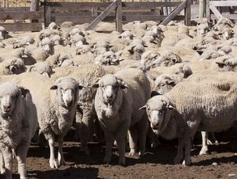 Producción ovina: Senasa estableció nuevas condiciones de rotulado para los inyectables formulados con avermectinas y milbemicinas. Producción ovina: Senasa estableció nuevas condiciones de rotulado para los inyectables formulados con avermectinas y milbemicinas.