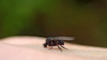 Cuidado con la mordedura del barigüí.