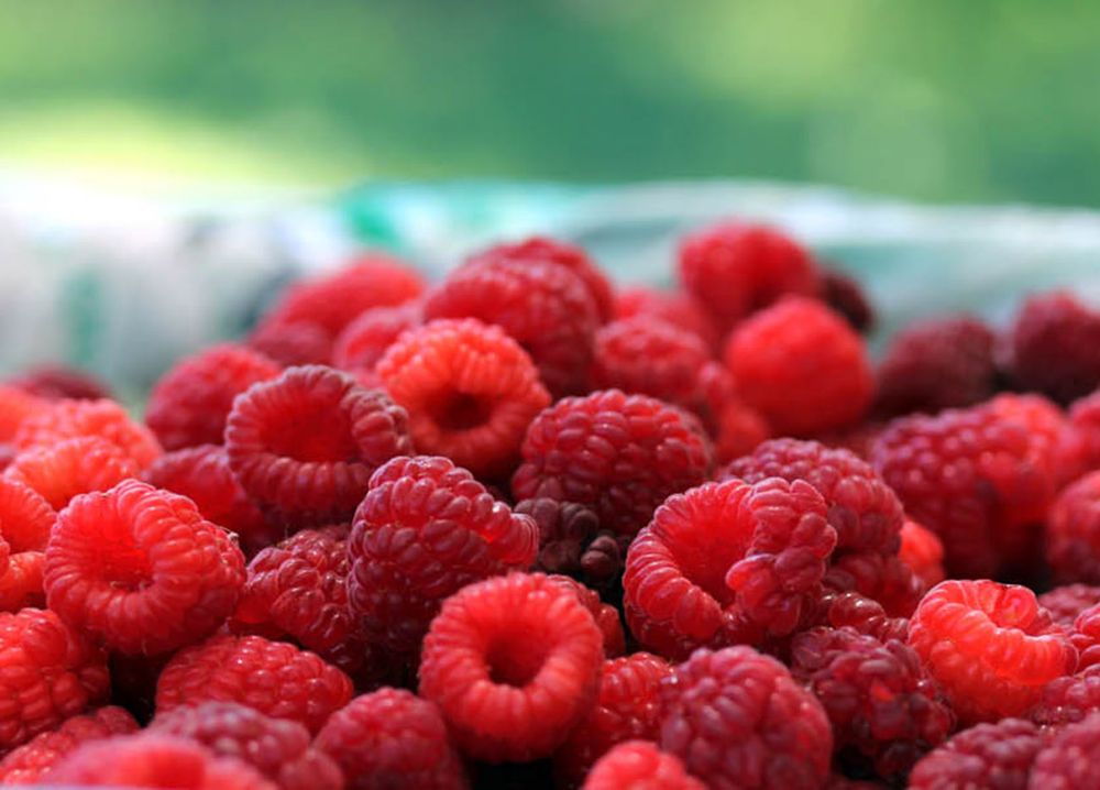 Se viene un fin de semana especial con las frambuesas en Villa Cacique - Barker.