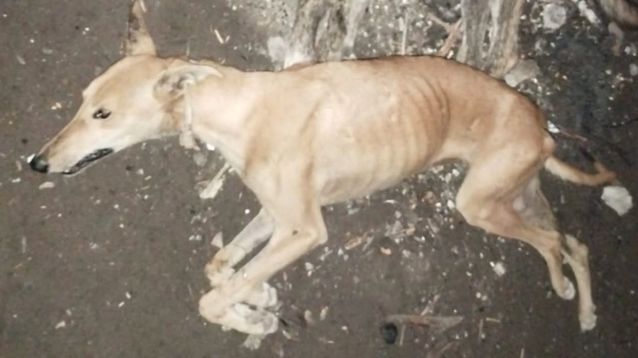 Las calles de Bolivar, conmovidas con la aparición de perros abandonados.