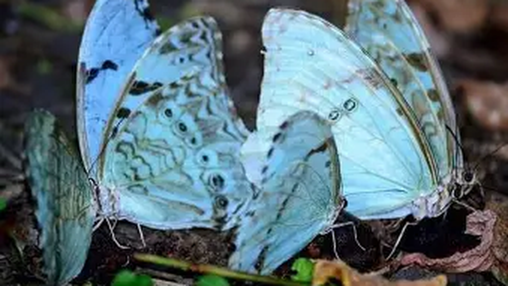 Cuál es la mariposa celeste y blanca declarada Monumento Natural Provincial