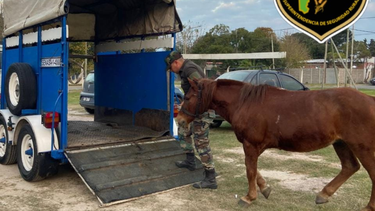 El rescate del caballo maltratado en Alejandro Korn. (Superintendencia de Seguridad Rural)