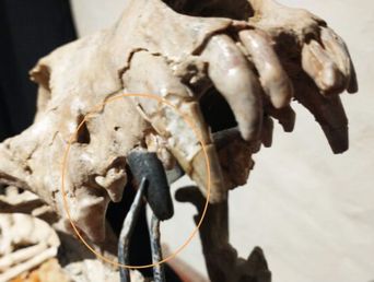 La pieza hallada comparada con la dentición del Theriodictis platensis que atesora el museo. (Gentileza Museo Paleontológico de San Pedro)