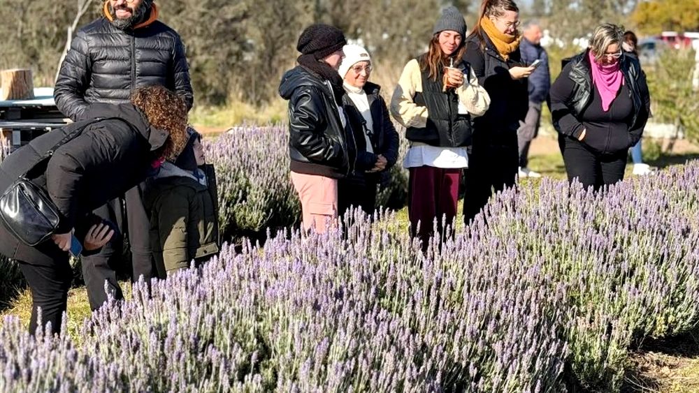 Las lavandas de Villalonga: una caravana en un campo único de la provincia Las lavandas de Villalonga: una caravana en un campo único de la provincia